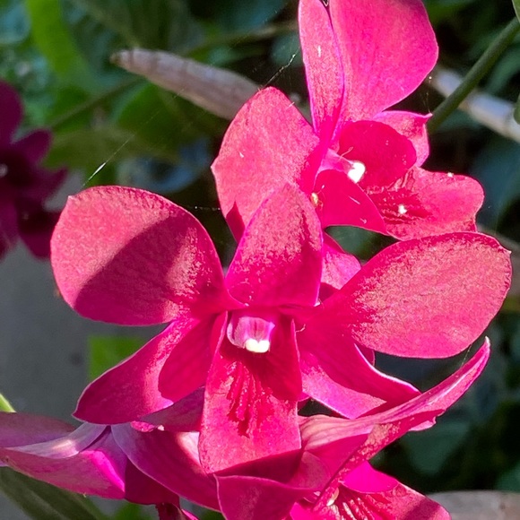 aloha_tina